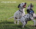 Beautiful Dalmatian Puppies