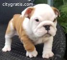 Beautiful English Bulldog for good home