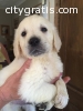 Beautiful Golden Retriever Puppies