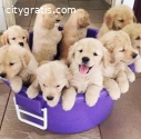 Beautiful Golden Retriever puppies