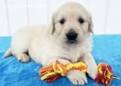 Beautiful Golden Retriever puppies