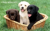 Beautiful Labrador Retriever puppies