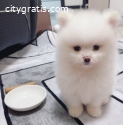 Beautiful male and female Pom 321-413-69