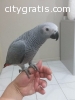 beautiful pairs of African grays parrots