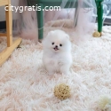 Beautiful Pomeranian puppies for good ho