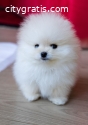 Beautiful Pomeranian puppies