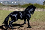 Beautiful, Safe Friesian Gelding FOR SAL