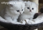 Beautiful  Tabby Gccf Persian Kitten