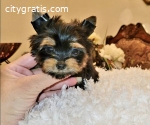 Beautiful Yorkie puppies for good home