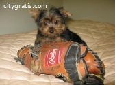 Beautiful Yorkie puppies for your home