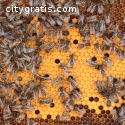 Bee Control Houston | Budget Bee Control
