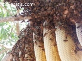 @Bee Hive Removal Service
