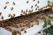 Bee Hive Removal