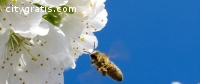 Bee Removal in Texas | Budget Bee Contro