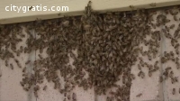 Bee Removal Texas | Budget Bee Control