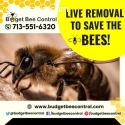 Beekeeping Made Easy: Trust Our Experts
