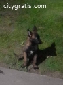 Belgian Shepherd Malinois puppies