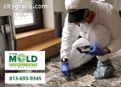 Benefits of Professional Mold Inspection