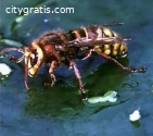 @Best Bee Removal Service in Texas