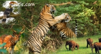 Best deal for sensational wildlife exper