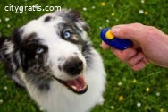 Best dog training company in New York