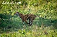 Best wildlife tour operator in  India