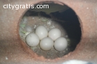 bird eggs for hatching