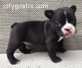 Black French Bulldog For Sale