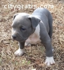 Blue nose American Pit bull puppies