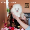 Boo Pomeranian cute