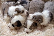 Border collie-Border collie, puppies