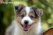Border collie - Border collie, puppies