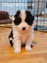 Border Collie puppies
