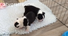 boston terrier puppies for sale