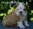 Both males and females bulldog puppies