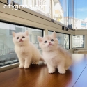 British Shorthair Kittens For Sale