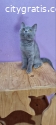 British shorthair kittens