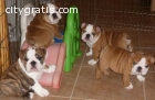 Brown/White English Bulldog Pups $400