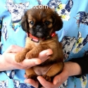 Brussels griffon puppies