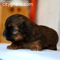 Brussels griffon puppies