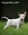 Bull terrier puppies