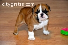 Bulldog Puppies For Adoption
