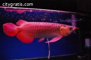 Buy 24k Gold Arowana Fishes