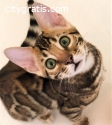 buy bengal kittens for sale