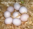 buy parrots and fertile parrot eggs for