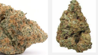 Buy Top Quality Hybrid Weed Strains UK