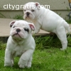 cachorros Bulldog Inglés