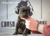 Cane Corso puppies