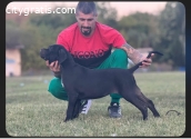Cane Corso puppies