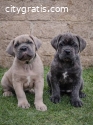 Cane Corso puppies